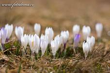 Fotografie Gig_4041620, Šafrán bělokvětý, Crocus vernus