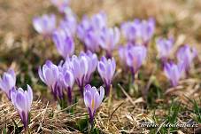 Fotografie Gig_4041621, Šafrán bělokvětý, Crocus vernus