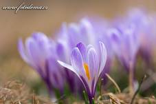 Fotografie Gig_4041622, Šafrán bělokvětý, Crocus vernus