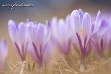 Fotografie Gig_4041623, Šafrán bělokvětý, Crocus vernus