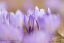 Fotografie Gig_4041624, Šafrán bělokvětý, Crocus vernus