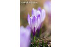 Fotografie Gig_4041626, Šafrán bělokvětý, Crocus vernus