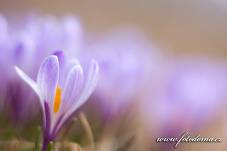 Fotografie Gig_4041628, Šafrán bělokvětý, Crocus vernus