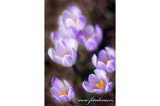 Fotografie Gig_4041630, Šafrán bělokvětý, Crocus vernus