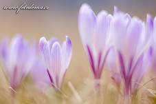 Fotografie Gig_4041631, Šafrán bělokvětý, Crocus vernus