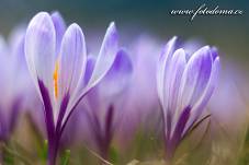 Fotografie Gig_4041633, Šafrán bělokvětý, Crocus vernus