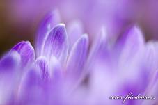 Fotografie Gig_4041635, Šafrán bělokvětý, Crocus vernus