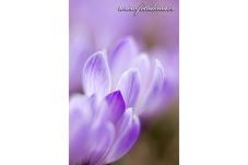 Fotografie Gig_4041636, Šafrán bělokvětý, Crocus vernus