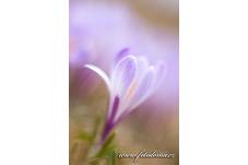 Fotografie Gig_4041638, Šafrán bělokvětý, Crocus vernus