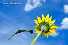 Fotografie Gig_4037560, Slunečnice roční, Helianthus annuus