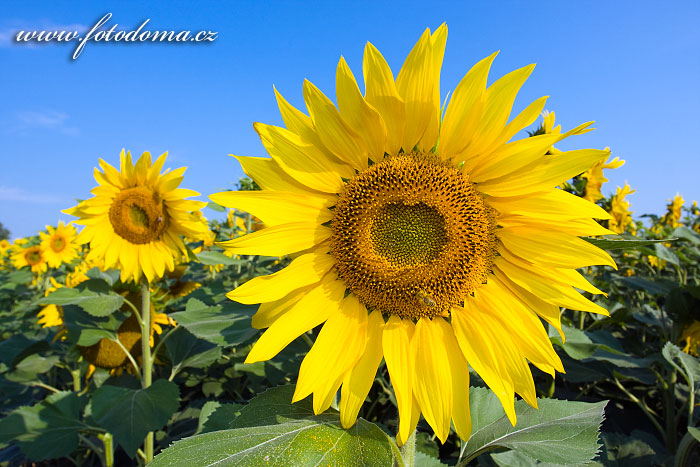 Gig_4037645, Slunečnice roční