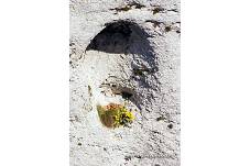 Fotografie Gig_4200358, Tařice skalní, Aurinia saxatilis