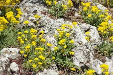 Fotografie Gig_4200360, Tařice skalní, Aurinia saxatilis