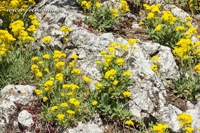 Tařice skalní, Aurinia saxatilis