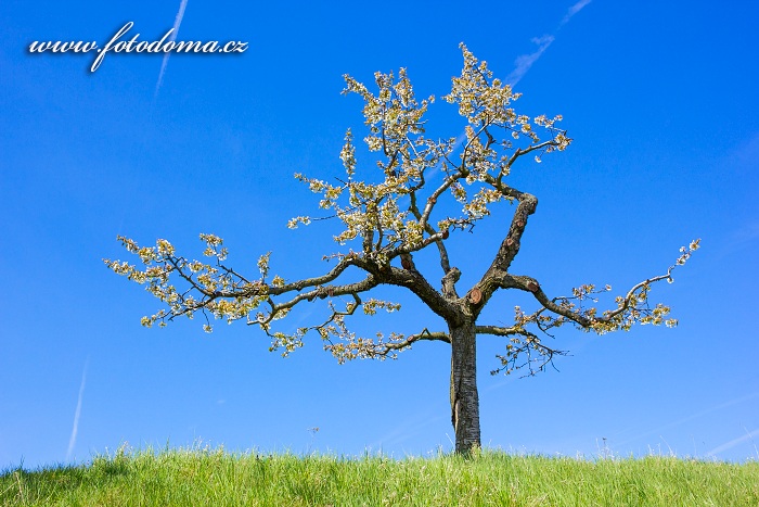 Třešeň obecná, Prunus avium