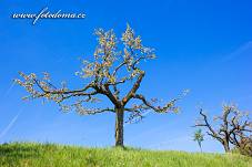 Fotografie Gig_4200374, Třešeň obecná, Prunus avium