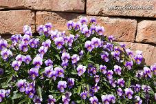 Fotografie Gig_4041839, Violka zahradní, Viola × wittrockiana