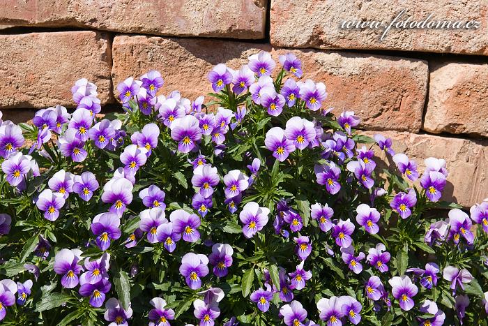 Violka zahradní, Viola × wittrockiana