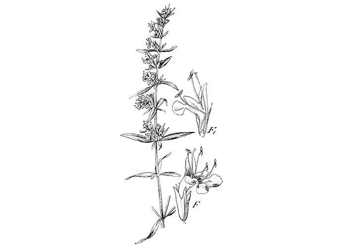 Yzop lékařský, Hyssopus officinalis