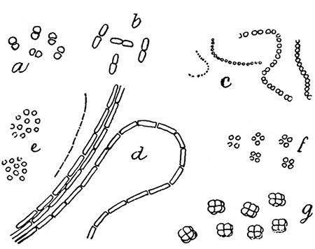 Skupinové tvary bakterií
