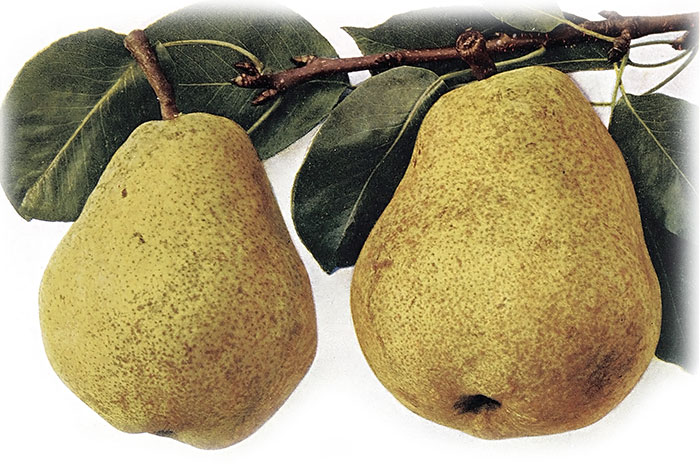 Angoulémská