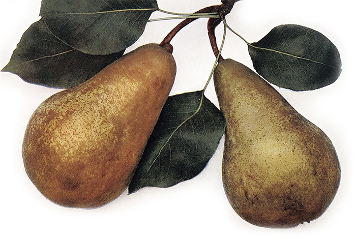 Boscova lahvice