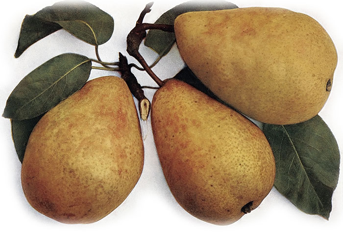Charneuská