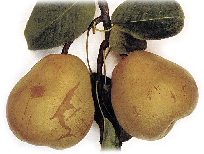 Drouardova