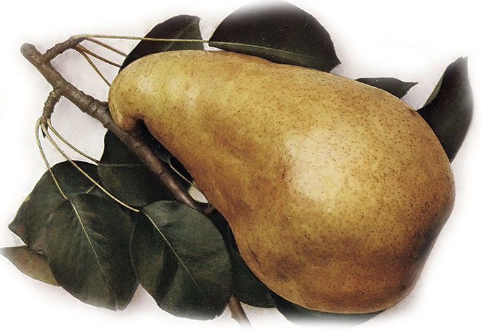 Marillatova