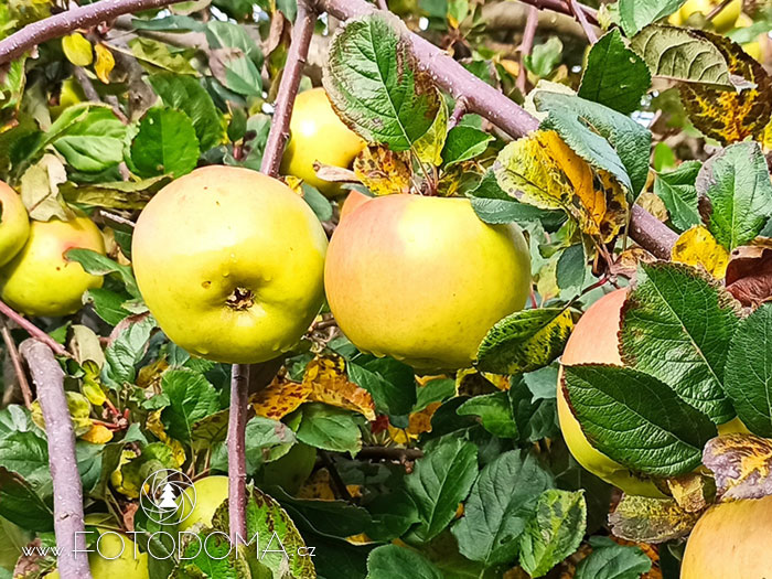 Jablka Eduard VII.