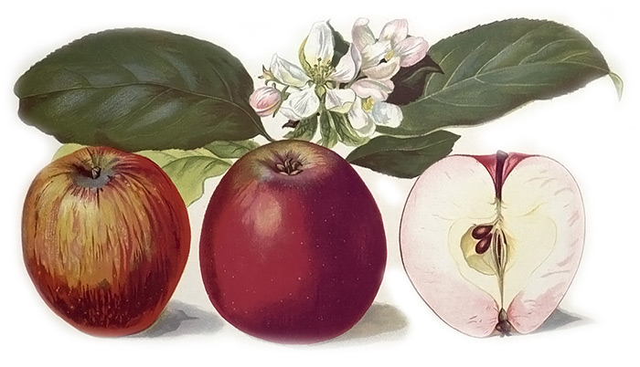 Jablko jeptiška