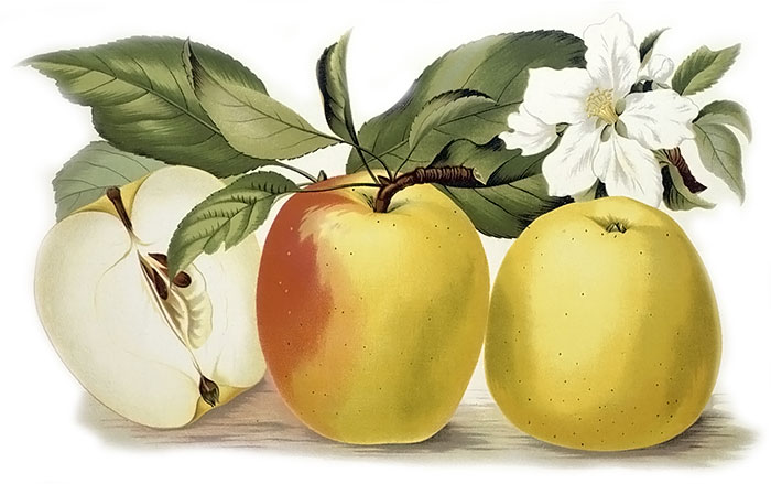 Jablko Limburské