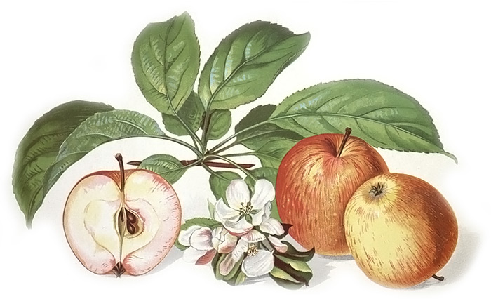 Jablko skořicové letní