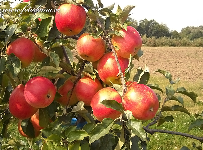 Jablka odrůdy Vltava